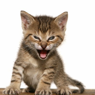 The “Roaring Kitty” Stock Market (and Sentiment Results)…