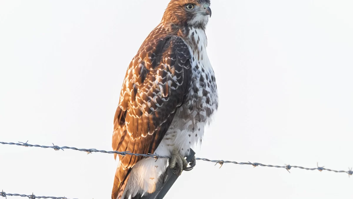 “Hawk on a Wire” Stock Market (and Sentiment Results)…
